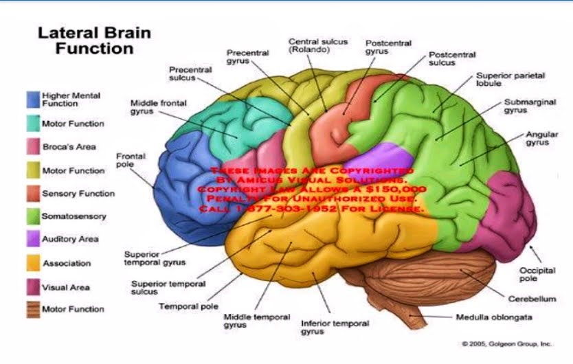 human brain mapping 2018